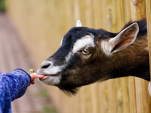 Im Streichelzoo im Tierpark Gettorf gibt es Zwergziegen